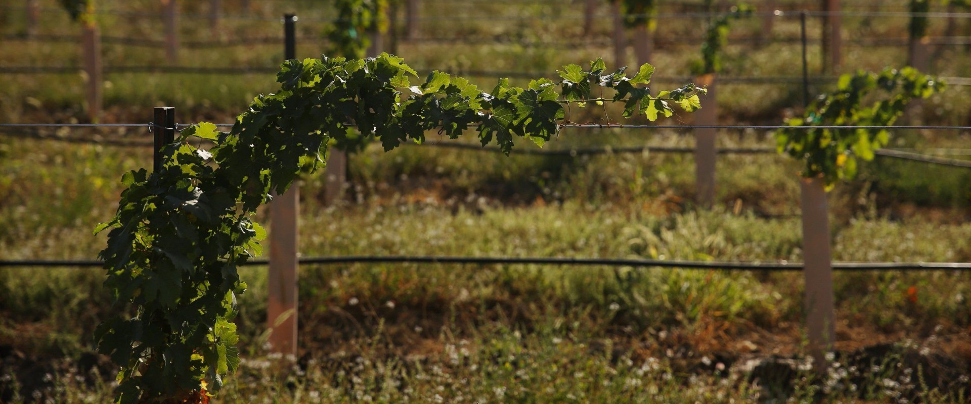 The Future of Wine Industry in Southwest Washington