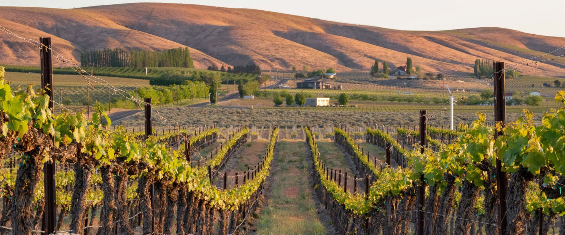 Exploring the Unique Characteristics of Southwest Washington's Wine Industry