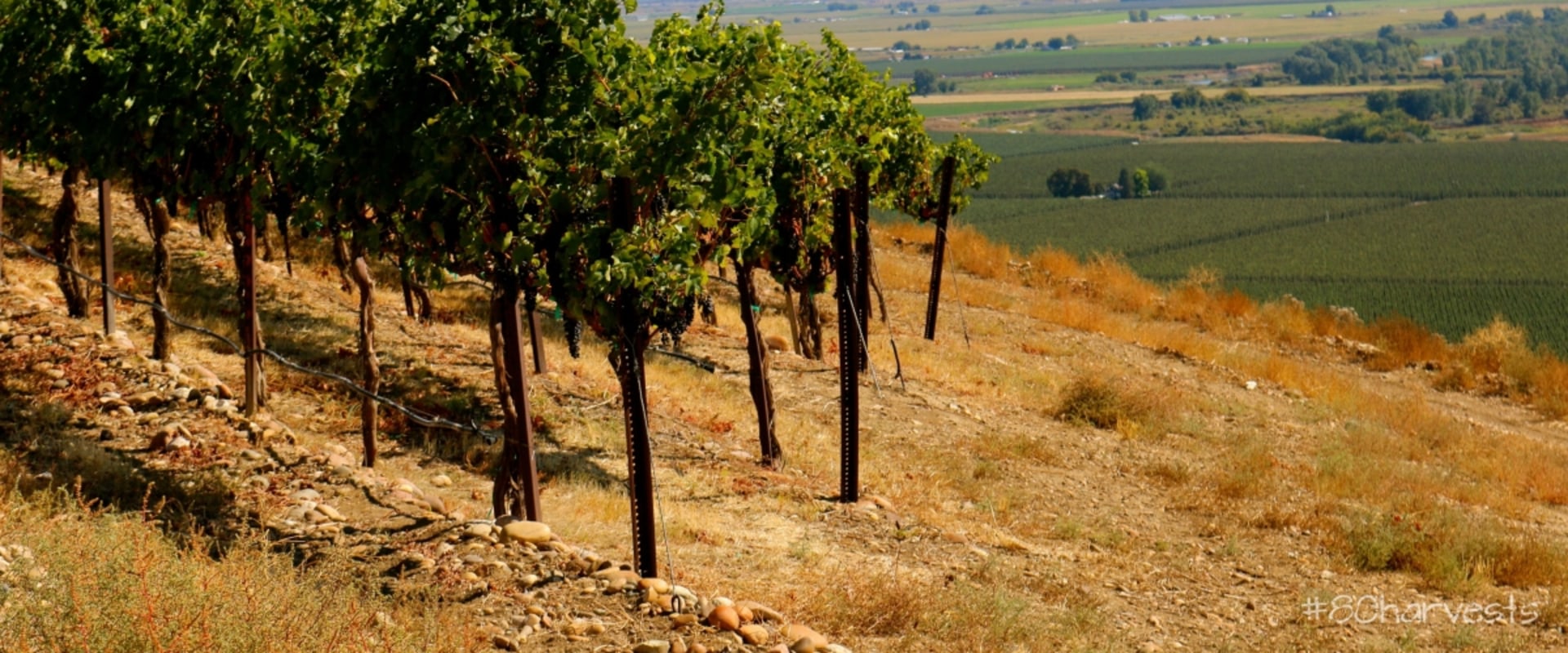 The Impact of Terroir on the Wine Industry in Southwest Washington