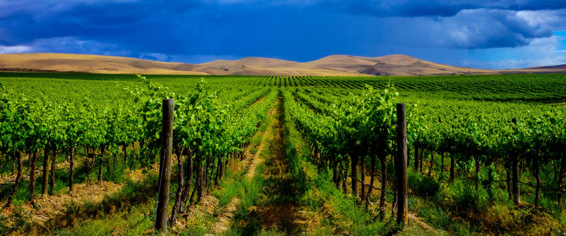 The Impact of Wineries in Southwest Washington on the Local Community