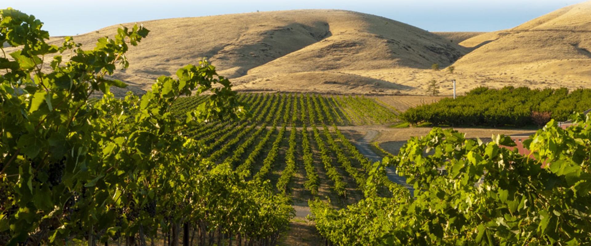 The Impact of the Wine Industry on Local Agriculture in Southwest Washington