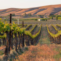 Exploring the Unique Characteristics of Southwest Washington's Wine Industry