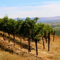 The Impact of Terroir on the Wine Industry in Southwest Washington
