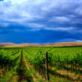The Impact of Wineries in Southwest Washington on the Local Community