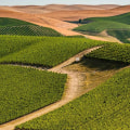 The Wine Industry in Southwest Washington: Attracting Visitors for Tastings and Tours
