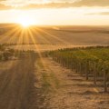 The Marketing Strategies of Southwest Washington's Wine Industry