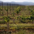 The Challenges and Solutions of the Wine Industry in Southwest Washington