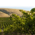 The Impact of the Wine Industry on Local Agriculture in Southwest Washington