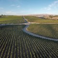 Sustainable Practices in the Wine Industry of Southwest Washington