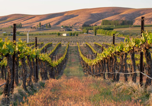 Exploring the Unique Characteristics of Southwest Washington's Wine Industry