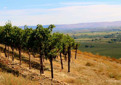 The Impact of Terroir on the Wine Industry in Southwest Washington
