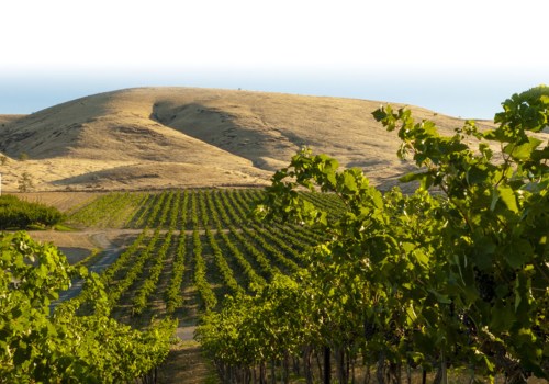 The Impact of the Wine Industry on Local Agriculture in Southwest Washington