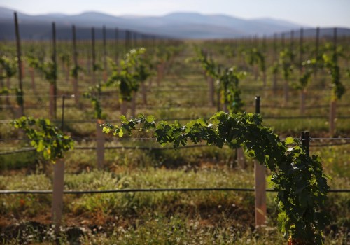 The Impact of Climate Change on the Wine Industry in Southwest Washington